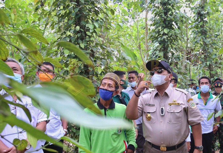 Kecamatan Marga Tiga Lampung Timur Jadi Percontohan Pengembangan Komoditas Lada