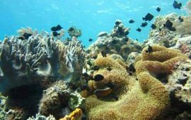 Pulau Abang Surganya Pecinta Snorkeling dengan Keindahan Blue Coral yang Wajib Dikunjungi