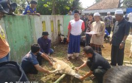 Potong 2 Ekor Sapi dan 10 Kambing, Kades Cipelang Salurkan 500 Paket Daging Kurban