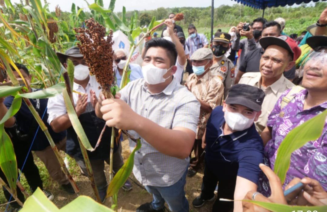 Dorong Sorgum jadi pangan alternatif, Roby: Target Kedepan Bintan Menjadi Surga Tanaman Sorgum